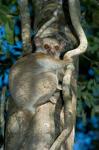 Milne-Edwards Sportive Lemur, Madagascar