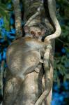 Milne-Edwards Sportive Lemur, Madagascar