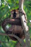 Brown Red-fronted Lemur, Primate, Madagascar