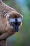 Lemur, Perinet Reserve, Toamasina, Madagascar