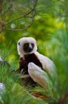 Coquerel's Sifaka, Perinet Reserve, Toamasina, Madagascar