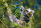 Ring-Tailed Lemur, Madagascar