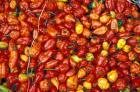 Hot Red Pepper at the Local Market, Madagascar