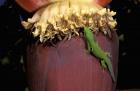 Day Gecko, Ranamofana, Madagascar