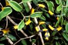 Snake, Western Desciduous Forests, Madagascar