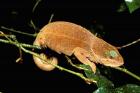 Malagasy Chameleon on Branch, Montagne D'Ambre National Park, Madagascar