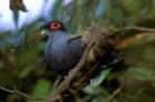 Madagascar, Ranamafana, blue pigeon, bird
