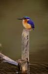 Madagascar, La Madraka. Malagasy Kingfisher