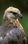 Giant Coua Sunbathing, Berenty Private Reserve, Madagascar