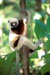 Coquerel's Sifaka, Western Dry Forest, Madagascar