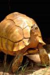 Plough-share Tortoise, Ampijeroa Forest Station, Madagascar