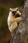 Golden-crowned sifaka, Daraina, MADAGASCAR