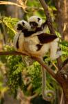 Coquerel's sifakas, primate, deciduous forest MADAGASCAR