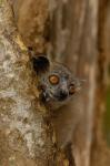 White-footed sportive lemur, Berenty Reserve, MADAGASCAR