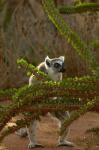 Ring-tailed lemur wildlife, Berenty Reserve, MADAGASCAR