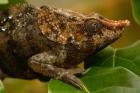 Short-horned chameleon lizard, MADAGASCAR.