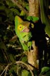 Parson's chameleon lizard, Ranomafana NP, Madagascar