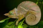 Baudrier's Chameleon, Lizard, Madagascar, Africa