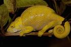 Globular Chameleon, Lizards, Madagascar