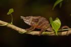 Lesser chameleon lizard, crop fields. MADAGASCAR