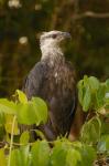 Madagascar fish eagle, Ankarafantsika Nature Reserve