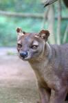 Carnivore in Madagascar, related to a mongoose