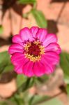 Zinnia flower, Antananarivo, Madagascar