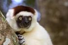 Male Verreaux's Sifaka at the Nahampoana Reserve