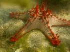 Red Knobbed Starfish, Madagascar, Africa