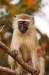 Africa; Malawi; Lengwe National Park; Vervet monkey