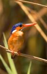 Malawi, Liwonde NP, Malachite kingfisher bird on branch