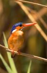 Malawi, Liwonde NP, Malachite kingfisher bird on branch