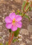 Africa; Malawi; Mt Mulanje; Pink flower on Mt. Mulanje