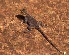 Malawi; Zomba; Brown lizard, Zomba Mountain Lodge