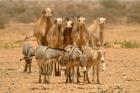 Mauritania, Adrar, Camels and donkeys going to the well