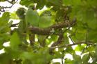 Mauritius, Black River Gorges, Parakeet tropical bird