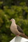 Mauritius, Black River Gorges, Pink pigeon bird
