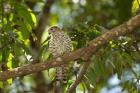 Mauritius, Kestrel bird