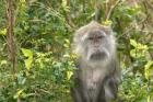 Mauritius, Grand Bassin, Macaque monkey, Hindu site