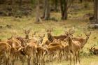 Mauritius, Java deer wildlife