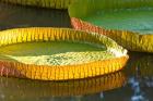 Victoria amazonica water lily leaf, Mauritius