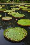 Mauritius, Botanical Garden, Giant Water Lily flowers