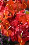 Flamingo Flowers, Flower Market, Port Louis, Mauritius