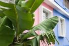 Banana plant, Mahebourg, Mauritius