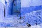 Cats in an Alley, Chefchaouen, Morocco