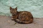 Morocco, Tetouan, Medina of TEtouan, Alley cat