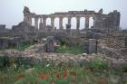 Red Poppies near Basilica in Ancient Roman City, Morocco