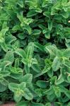 Mint Leaves for Brewing Traditional Tea, Morocco