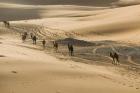 MOROCCO, Tafilalt, Camel Caravan, Erg Chebbi Dunes