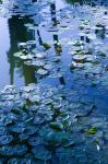 Villa Pond, Jardin Majorelle and Museum of Islamic Art, Marrakech, Morocco